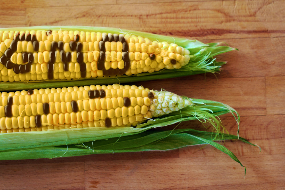 'GMO' spelled out on an ear of corn 