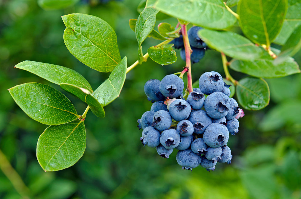 Fresh blueberries on the branch 