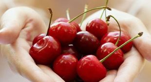Hands holding a bunch of cherries A